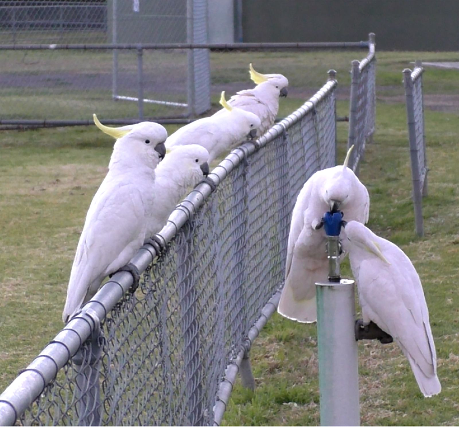 Australia's sulphur-crested cockatoos can open trash cans and drink from water  fountains | CNN
