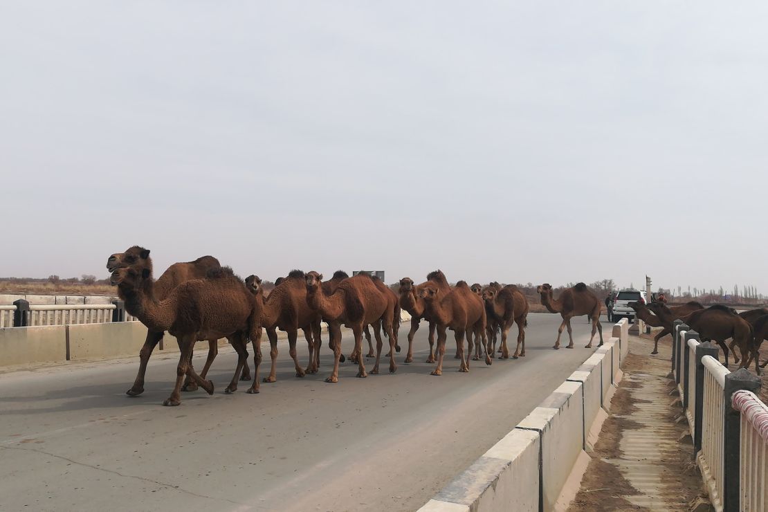 The Keffer's trip to the Aral Sea was temporarily interrupted by camels.