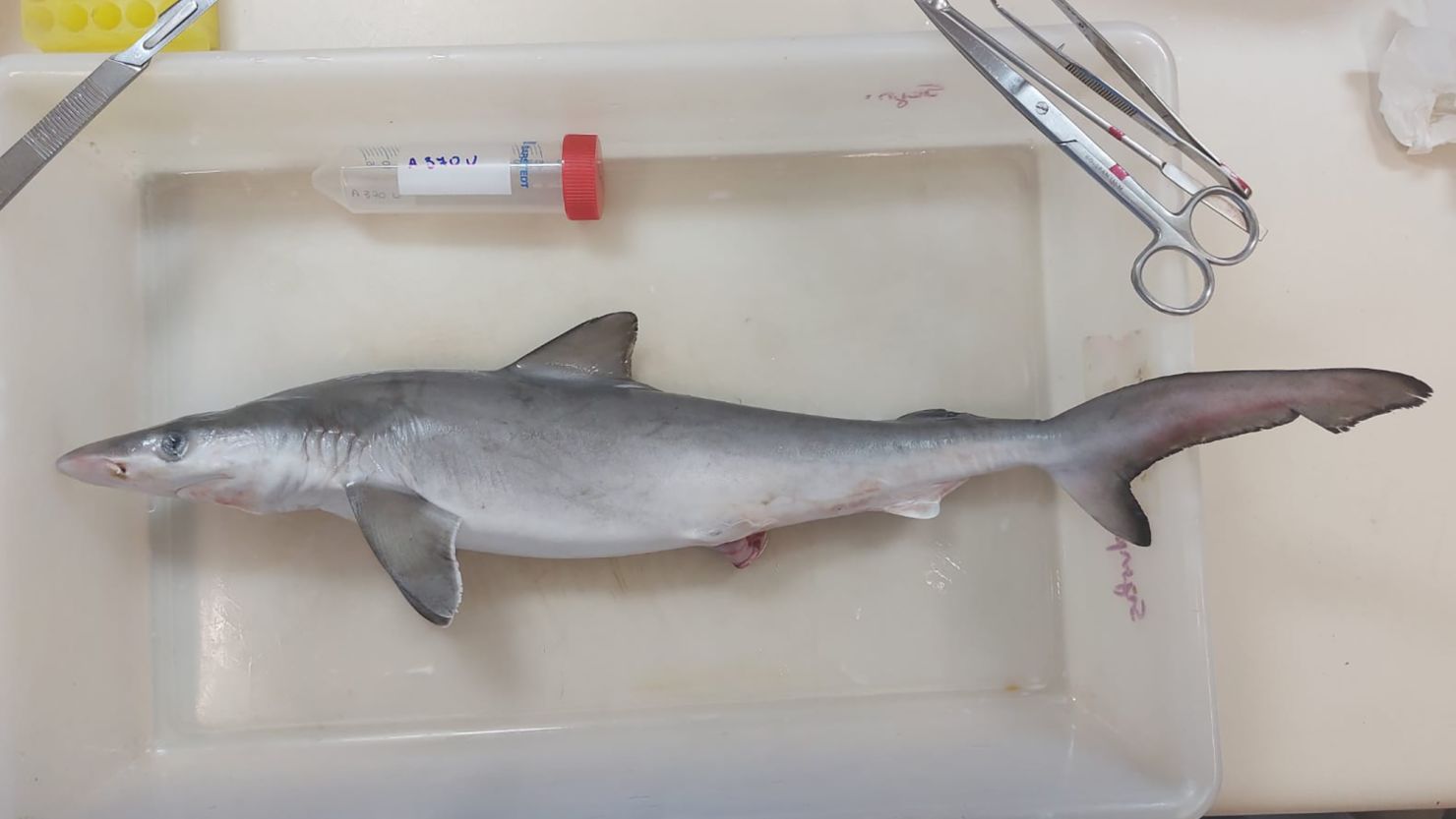 A Brazilian sharpnose shark tested by researchers.