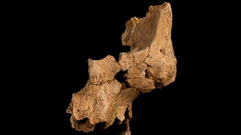 Original fossil (ATE7-1) of the midface of a hominin assigned to Homo aff. erectus recovered at level TE7 of the Sima del Elefante (Sierra de Atapuerca, Burgos). 