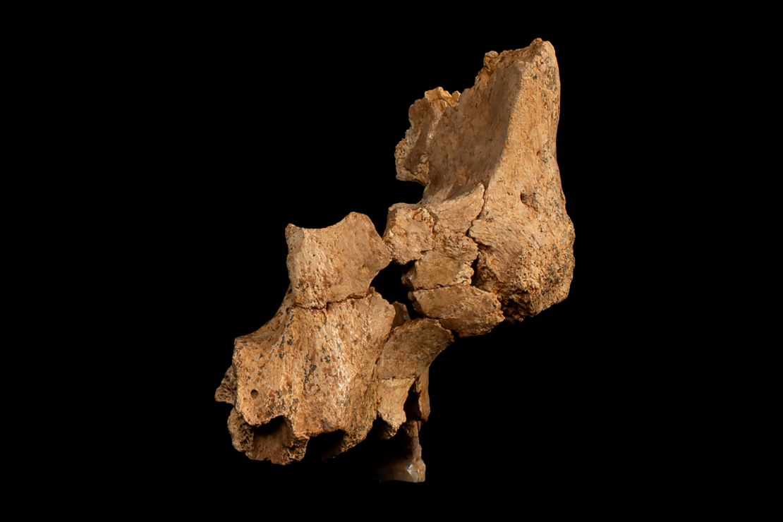 Original fossil, called ATE7-1, of the midface of a mystery hominin recovered at the Sima del Elefante site in the Atapuerca Mountains near Burgos, Spain.