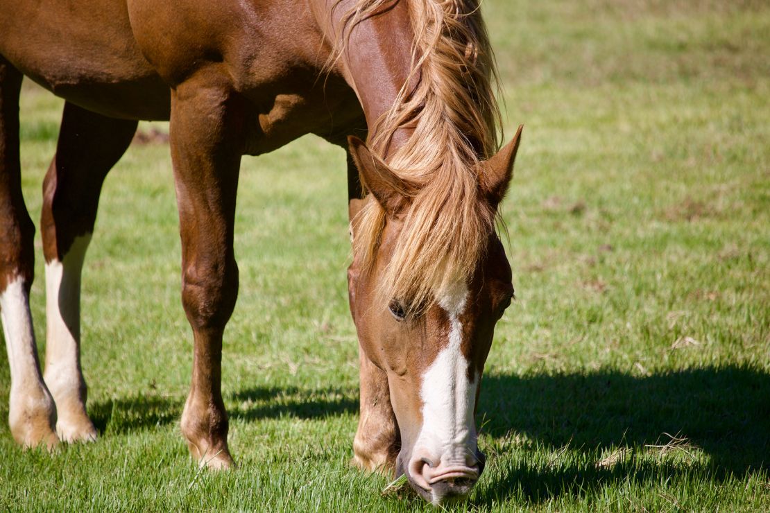 Equine-assisted therapists say horses are keen observers, often mirroring people’s emotions in a way that conveys both understanding and support.