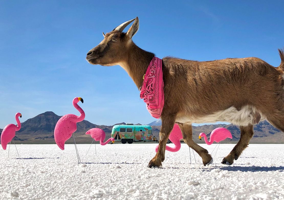 Frankie takes a stroll during a 2020 visit to the Bonneville Salt Flats in Utah.
