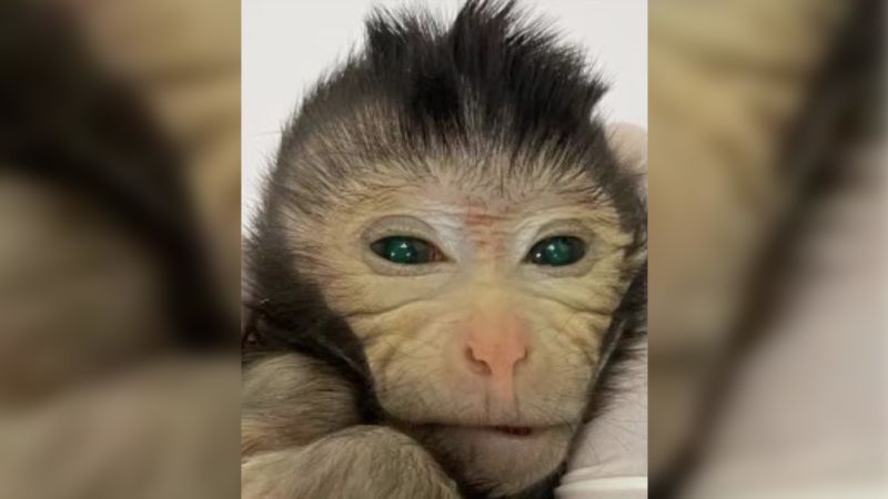 Scientists create a chimeric monkey with two sets of DNA