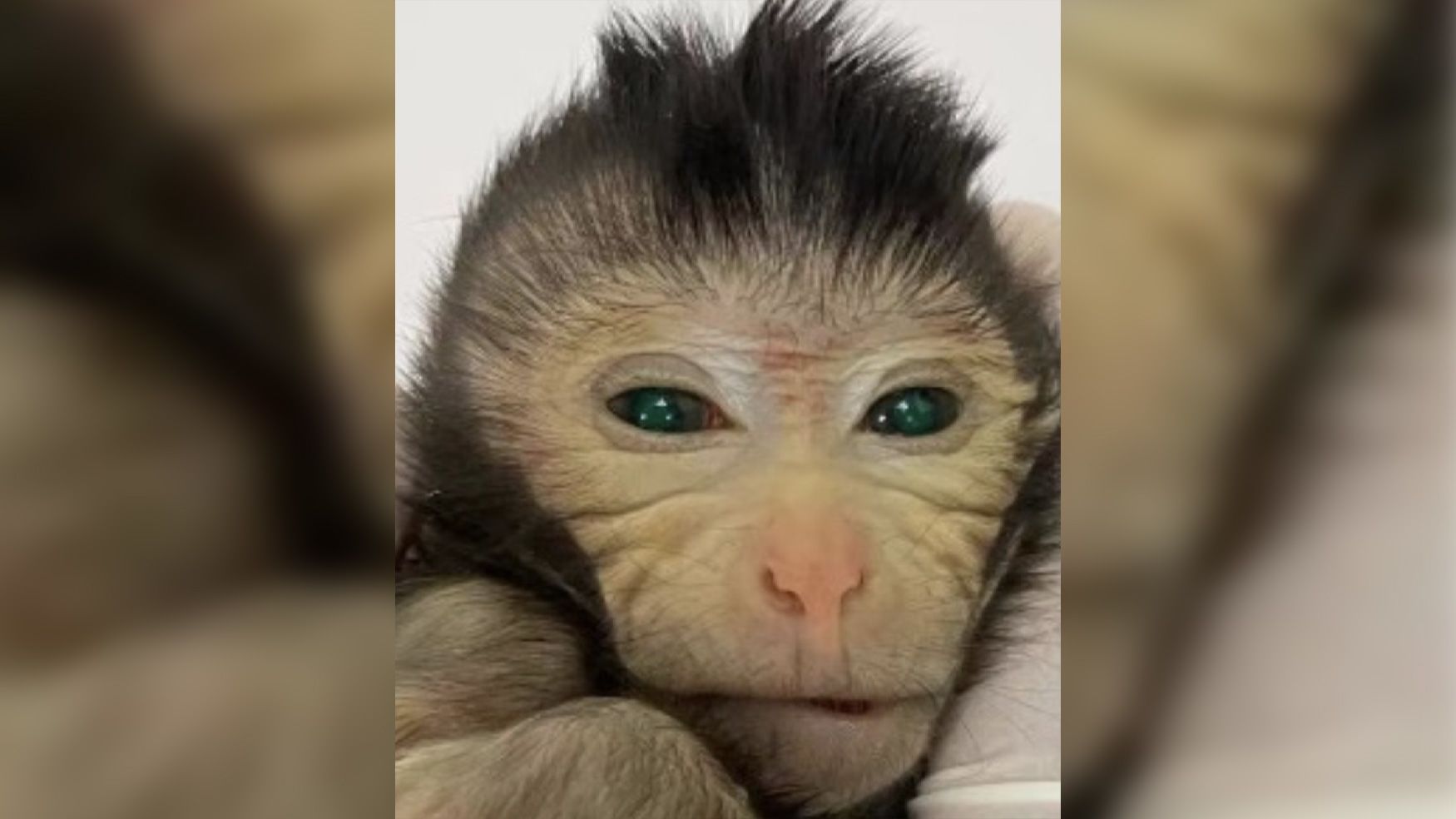 Scientists create chimeric monkey with two sets of DNA