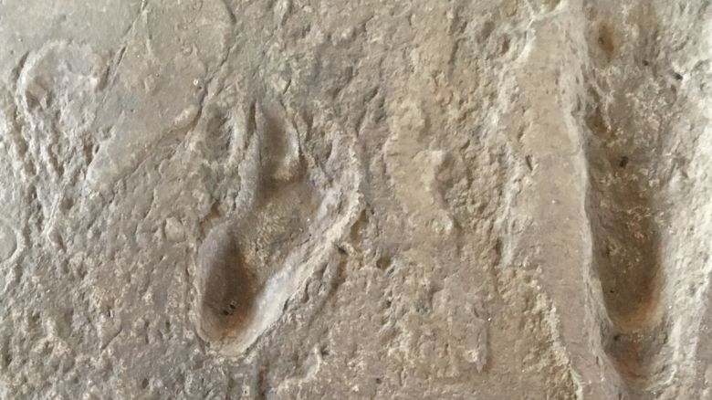 Photograph by Richard Bates of the Laetoli Footprint cast at the Oldupai Gorge Museum, Ngorongoro Conservation Area.JPG