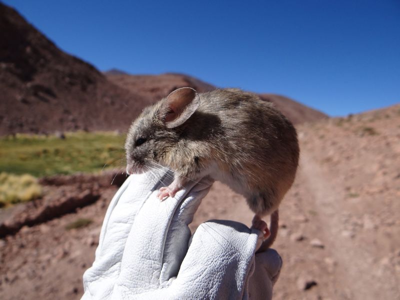 Mountain rat deals