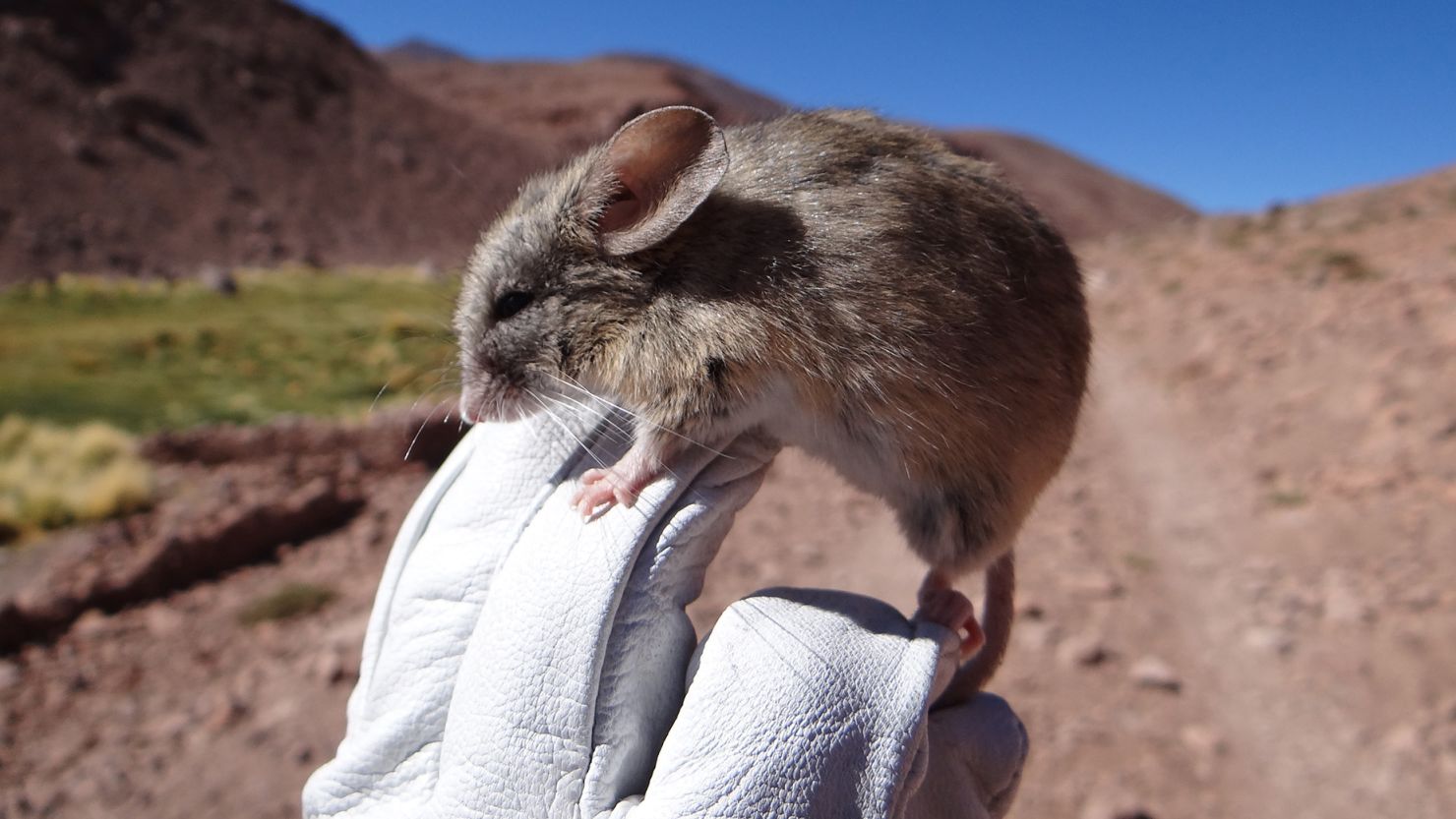 A species of leaf-eared mouse, called Phyllotis vaccarum, has surprised scientists by making the summits of the Andes mountains its home. The mouse holds the record for the highest living mammal.