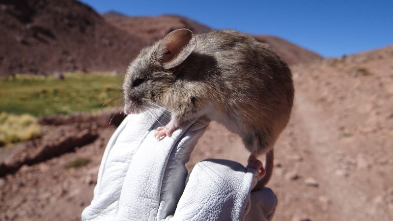 Misteriosas múmias de ratos encontradas em condições semelhantes às de Marte nos picos dos Andes