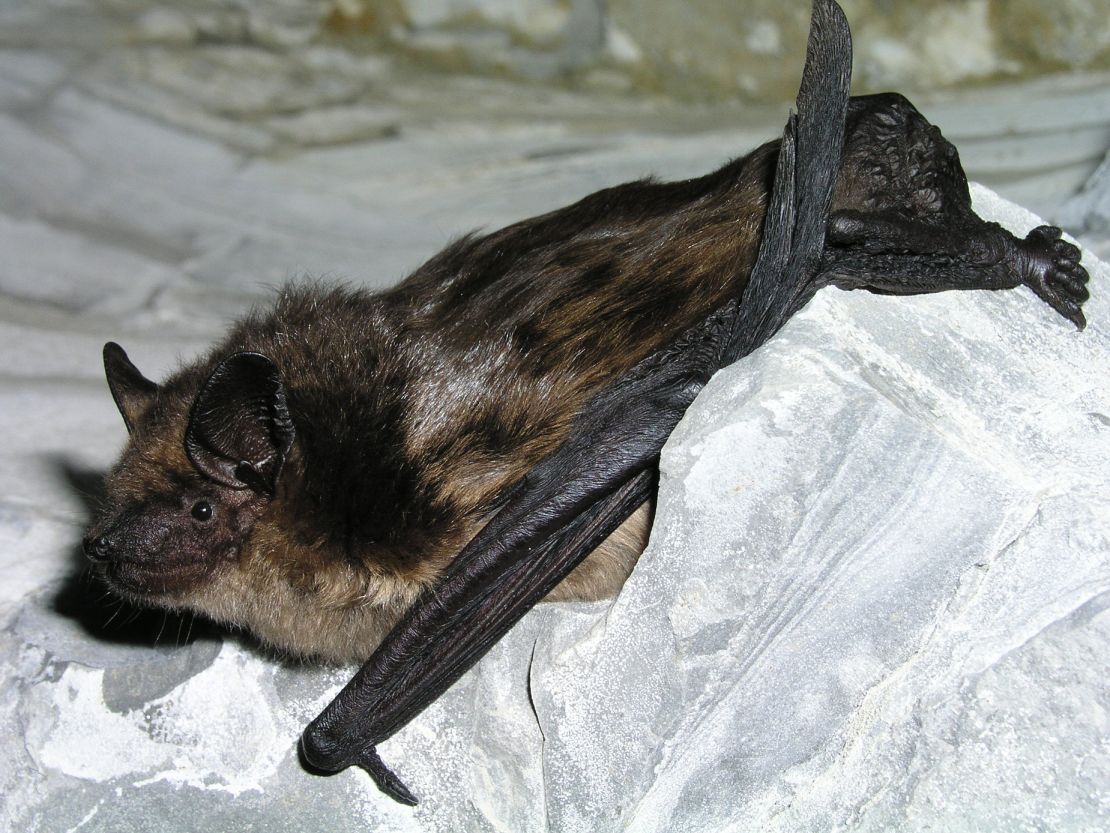 The information on bat mating behavior could help with efforts to come up with a way to artificially inseminate endangered bat species.