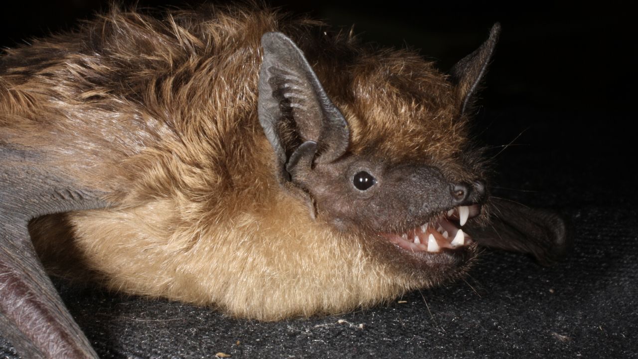 The serotine bat may be the first mammal known to mate without using penetration.