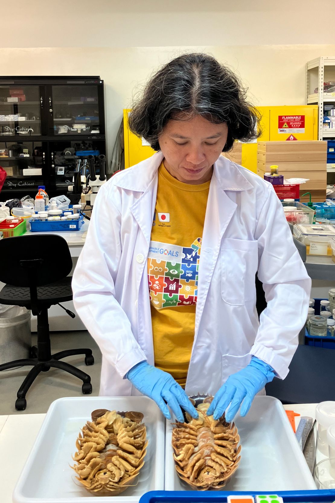 Study coauthor Dr. Conni Sidabalok, of the National Research and Innovation Agency in Indonesia, examines Bathynomus vaderi specimens at Lee Kong Chian Natural History Museum in Singapore.