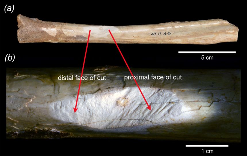 The tibia (a) from Mammoth Cave with the incision (b) on the shaft.