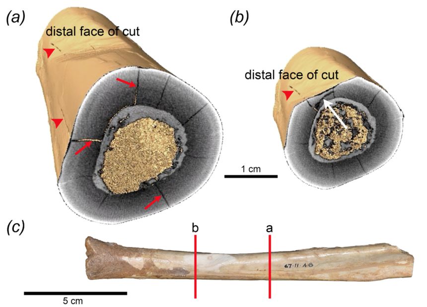 In cross sections of the Mammoth Cave tibia, red arrows (a) indicate three longitudinal cracks. In another cross section, a white arrow (b) shows a transverse crack. Two red lines (c) indicate the approximate positions of the cross sections.