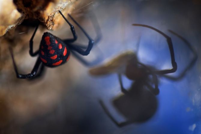 Ya en su sexta edición, el concurso de 11 categorías fue lanzado en 2018 por el matrimonio formado por Dan y Tracy Calder para celebrar la macro y la microfotografía. El italiano Pierluigi Rizzo se alzó con el primer premio de arácnidos con un primer plano de una viuda negra mediterránea alimentándose en el Parque Nacional del Pollino de Calabria.