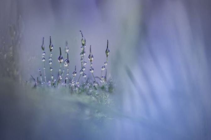 piet-haaksma-mosses-cupoty-6-1024px.jpg