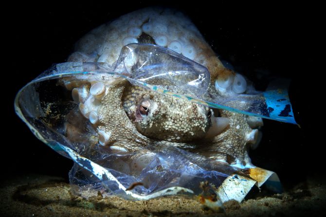 A coconut octopus hiding inside a plastic bag, shot by Pietro Formis, is a finalist in the conservation - impact category.