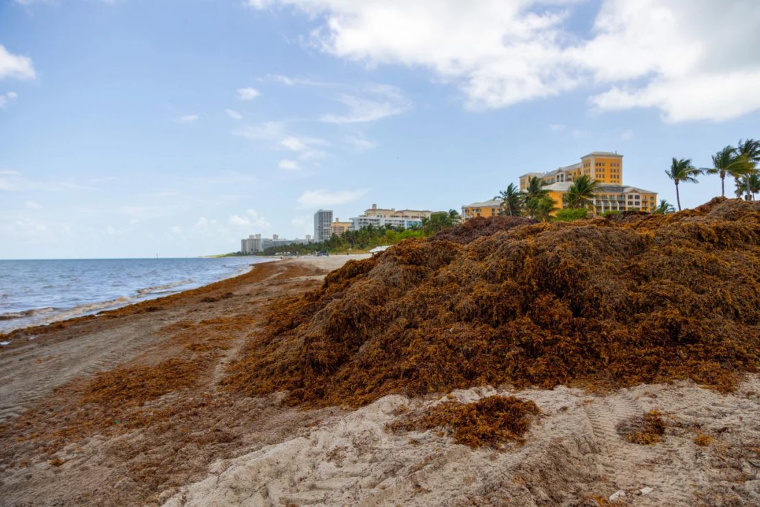 31 millones de toneladas de algas tóxicas se están dirigiendo hacia las  playas de Florida y todo el Caribe | CNN