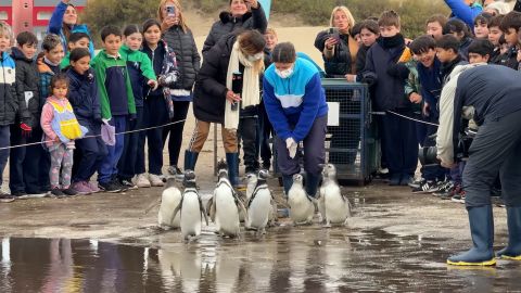pinguinos.jpg