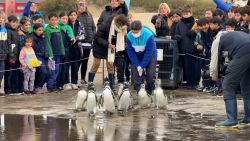 pinguinos.jpg