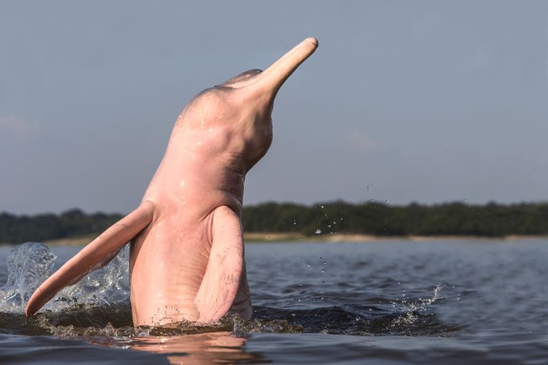 Protecting pink river dolphins: Fernando Trujillo's quest to save