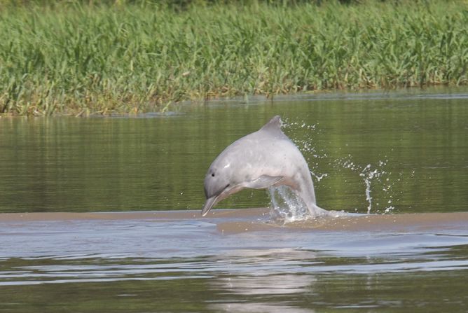 Another type of dolphin found throughout the Amazon River basin is the tucuxi -- a small, shy species that is also classified as endangered by the International Union for Conservation of Nature.