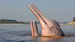 South America, Brazil, Amazonas state, Manaus, Amazon river basin, along Rio Negro, Amazon River Dolphin, Pink River Dolphin or Boto (Inia geoffrensis), two wild animals in tannin-rich water, extremely rare picture of wild animal spyhopping, Threatened species (IUCN Red List). (Photo by Sylvain CORDIER/Gamma-Rapho via Getty Images)