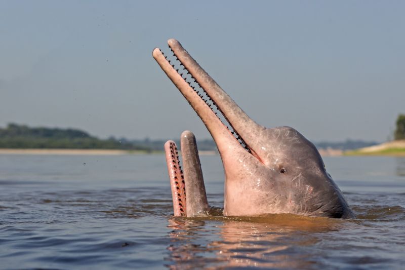 Protecting pink river dolphins: Fernando Trujillo's quest to save