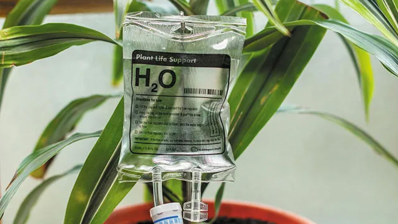 plant life support cnnu.jpg