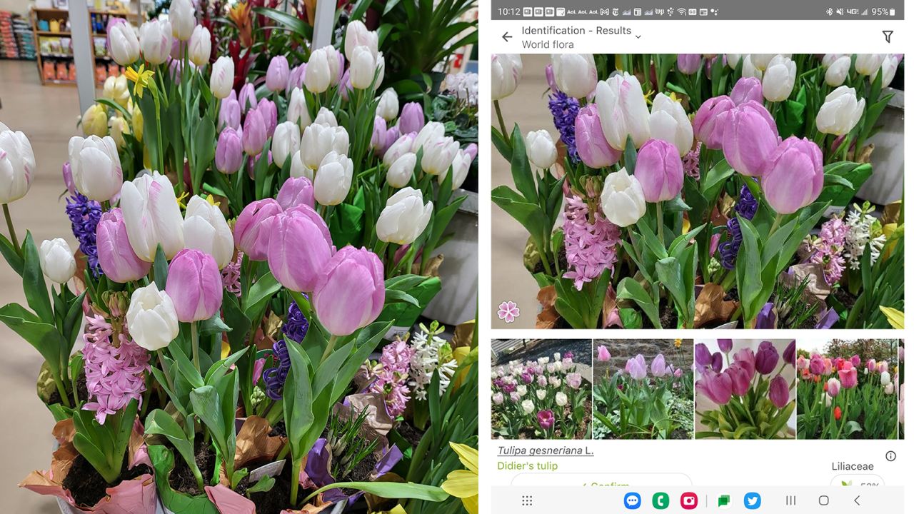 In our local garden center, we used the PlantNet app on our Samsung smartphone to identify these pretty flowers. PlantNet quickly and correctly identified them as Didier’s tulips or Tulipa gesneriana, a species of plant in the Liliaceae (or lily) family.