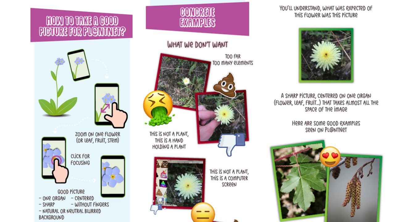 PlantNet offers helpful advice on how to take a good plant picture for the app, including bad examples of what they do not want and good examples of what they do want.