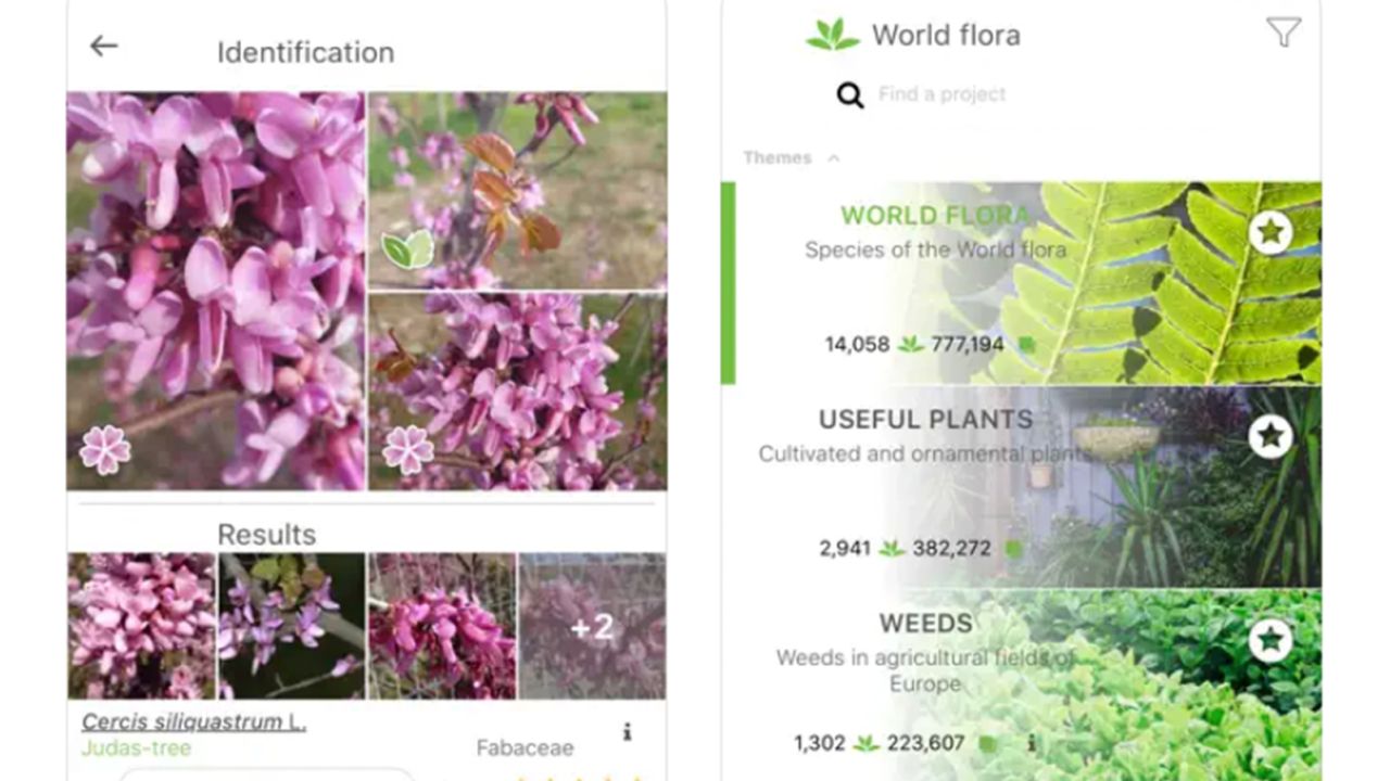Best plant identification apps for mobile in 2024, tested by our