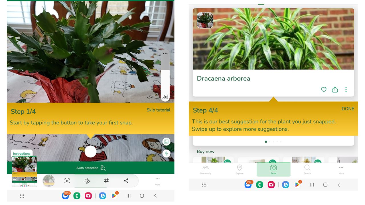 (left to right): During testing we found PlantSnap’s accuracy to be a bit off, as it incorrectly identified more than one test plant. Here it identifies our Christmas Cactus (Schlumbergera sp.) as a Dracaena arborea.