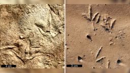 Fossilized Trisauopodiscus tracks (left) and modern bird tracks (right).