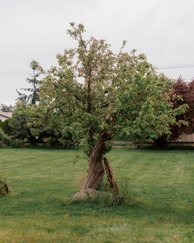 An apple tree in Brian Calder's yard that he remembers climbing and playing on as a child. His family has deep ties to Point Roberts.