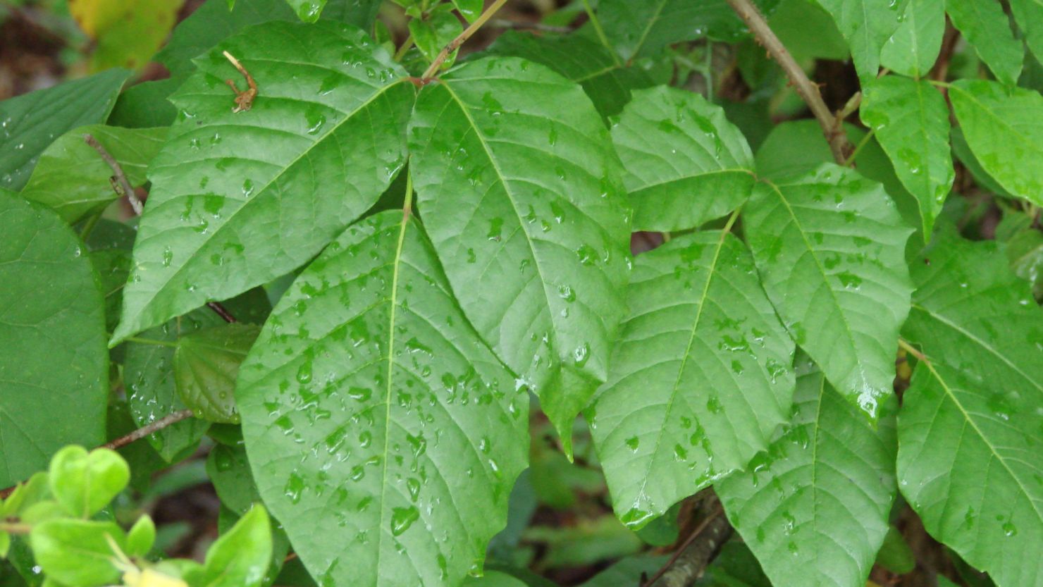 Nearly ninety percent of the population will display an allergic reaction upon contact with poison ivy.