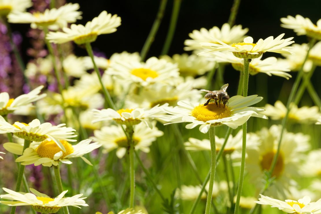 The Pollinator Pathmaker at the Serpentine in London is a living sculpture made of plants.