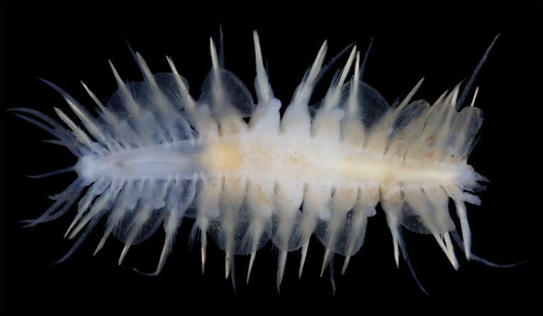 Some 6,000 to 8,000 species could be waiting to be discovered in the CCZ, according to research. A polynoid is a type of marine worm.