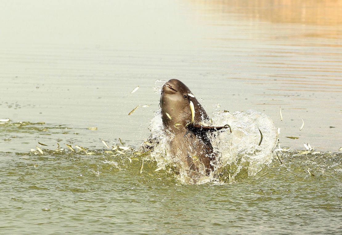 A Yangtze finless porpoise hunts in Poyang Lake in Jiangxi province. The critically endangered species lives only in the middle-lower Yangtze River basin, a region in eastern China.