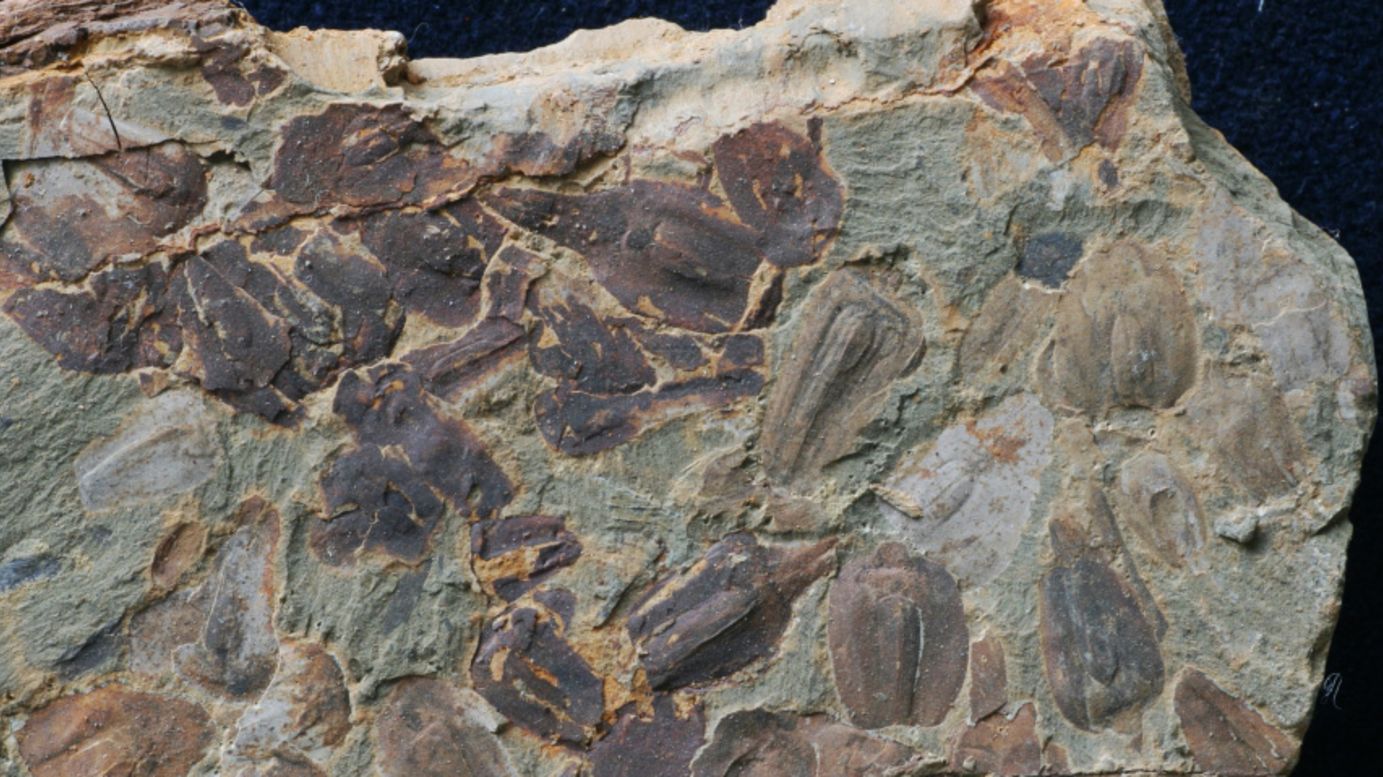A new study uses a vast trove of fossils to better understand what happened after the "Great Dying" mass extinction event.