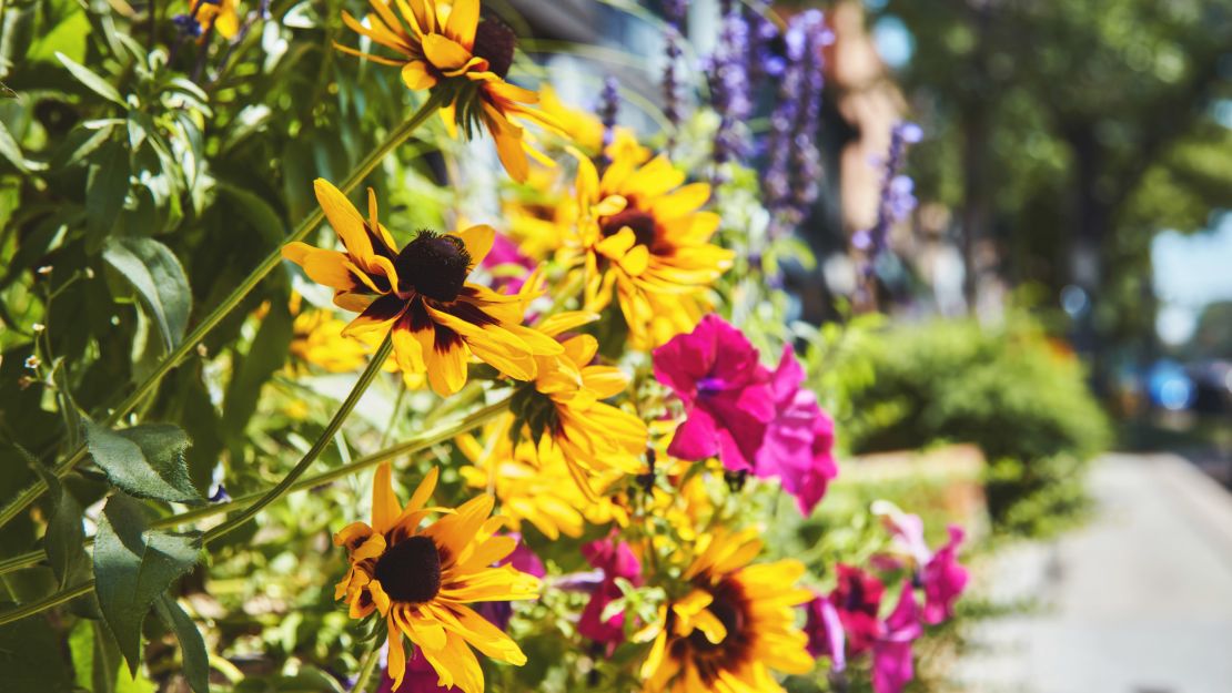 potted pollinator garden cnnu.jpg