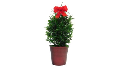 Arborvitae green giant shrub in pot