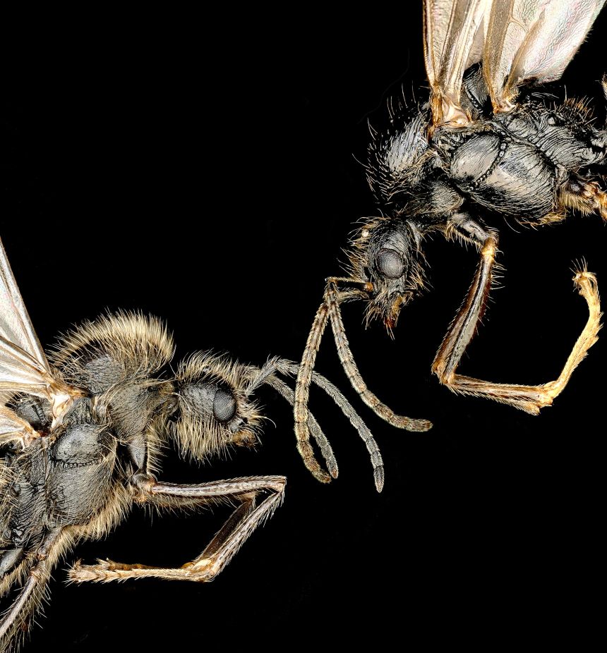 The Iberian harvester ant (left) is hairy, while the Messor structor ant is virtually hairless.