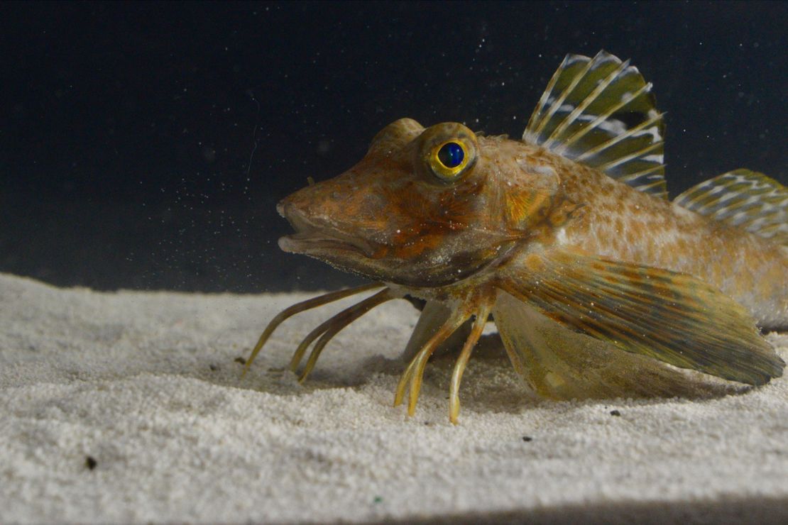 A species of sea robin called Prionotus carolinus studied by researchers used their leglike appendages for walking, digging and sensing the seafloor.