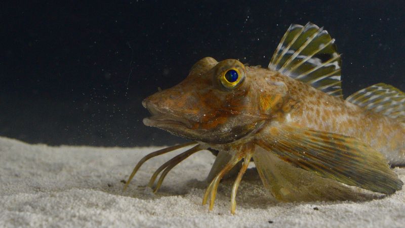 Sea robins are fish that use their legs to ‘taste’ the seafloor