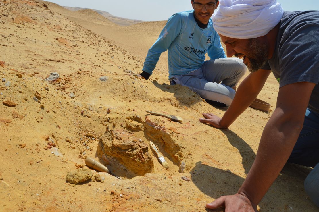 Paleontologists uncovered the skull in 2020 in the Fayum Depression of Egypt’s Western Desert.