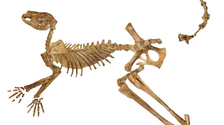 A near-complete fossil skeleton of the extinct giant kangaroo Protemnodon viator from Lake Callabonna, missing just a few bones from the hand, foot and tail.