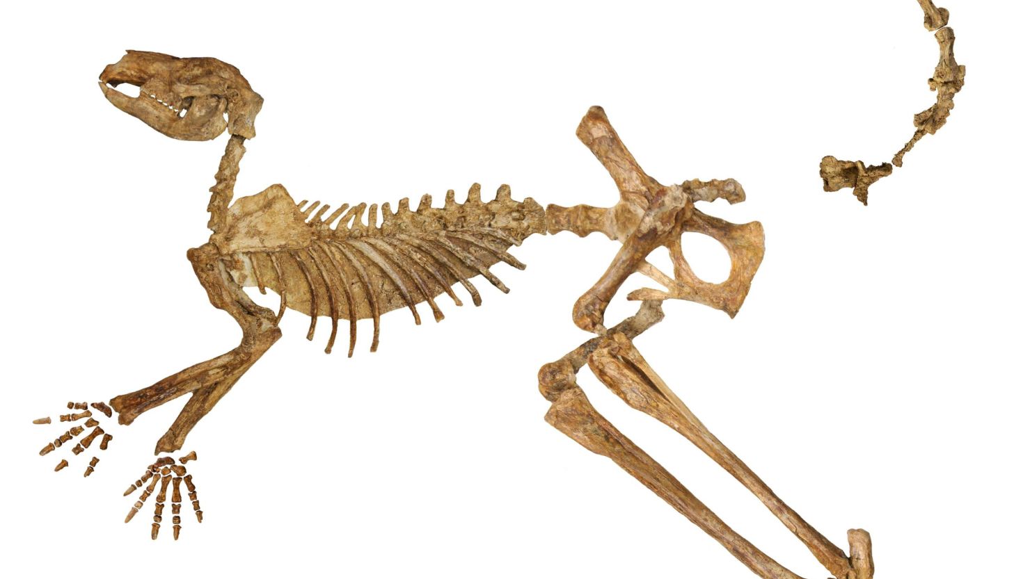 A near-complete fossil skeleton of Protemnodon viator
