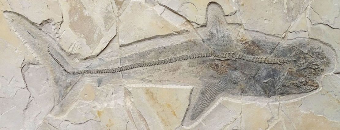 A fossil revealing the complete side view of the ancient shark Ptychodus, with almost all skeletal elements, was found in Mexico.