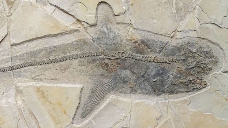 Ptychodus skeleton from Mexico